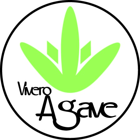 Vivero Agave
